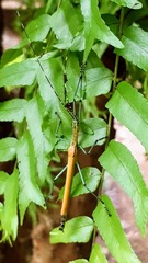 Tithonophasma tithonus