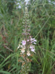 Teucrium canadense canadense