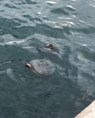 Trachemys scripta elegans