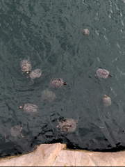 Trachemys scripta elegans