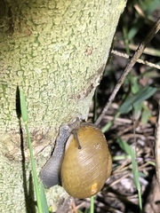 Zachrysia provisoria