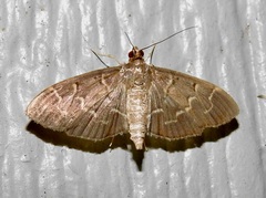 Pilocrocis ramentalis
