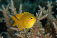 Lemon Damsel photo 5