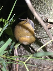 Zachrysia provisoria