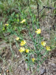 Hypericum drummondii