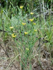 Hypericum drummondii