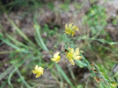 Hypericum drummondii