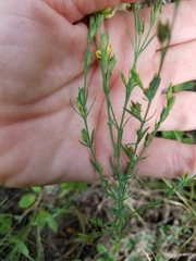 Hypericum drummondii
