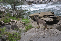 Chinese Goral photo 4