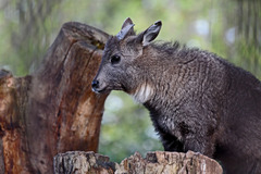 Chinese Goral photo 5