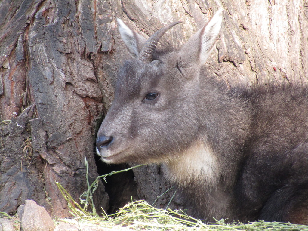 Chinese Goral