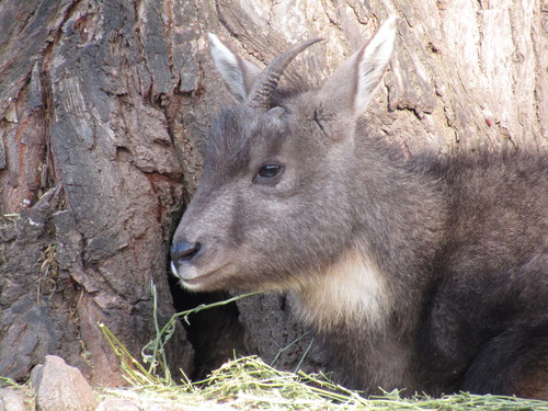 Chinese Goral