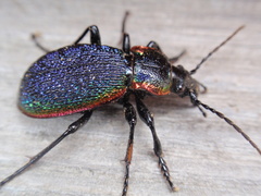 Carabus vietinghoffii