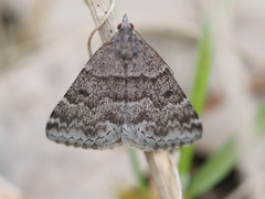 Dichromodes ainaria