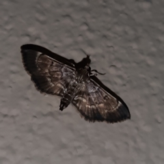 Cryptobotys zoilusalis