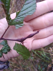 Neolasioptera nodulosa