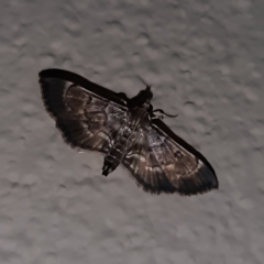 Cryptobotys zoilusalis