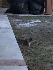 Otospermophilus beecheyi