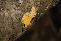 Trichoderma sulphureum