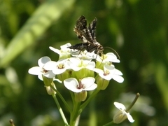 Thyris maculata