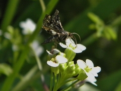 Thyris maculata
