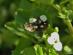 Thyris maculata