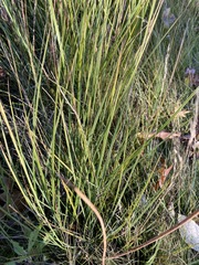 Carex tumulicola