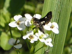 Thyris maculata