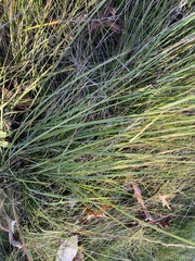 Carex tumulicola