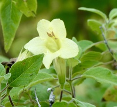 Ruellia conzattii