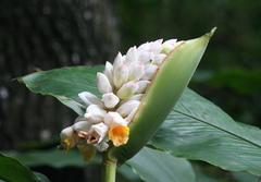 Alpinia hainanensis
