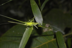 Daedalellus