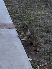 Otospermophilus beecheyi