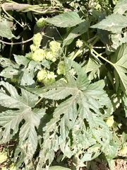 Humulus