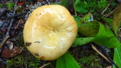 Russula ochroleucoides
