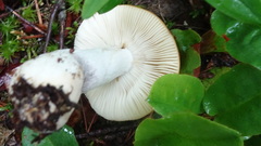 Russula ochroleucoides
