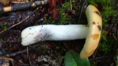 Russula ochroleucoides