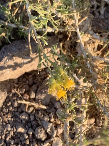 Ericameria parryi var. nevadensis