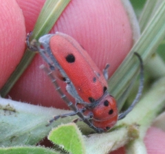 Tetraopes thermophilus