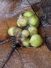 Callirhytis infuscata