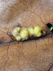 Callirhytis infuscata