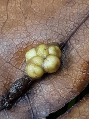 Callirhytis infuscata