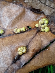 Callirhytis infuscata