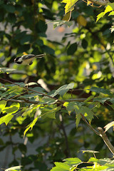 Poecile atricapillus