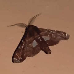 Eutelia apithana