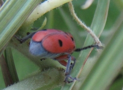 Tetraopes thermophilus