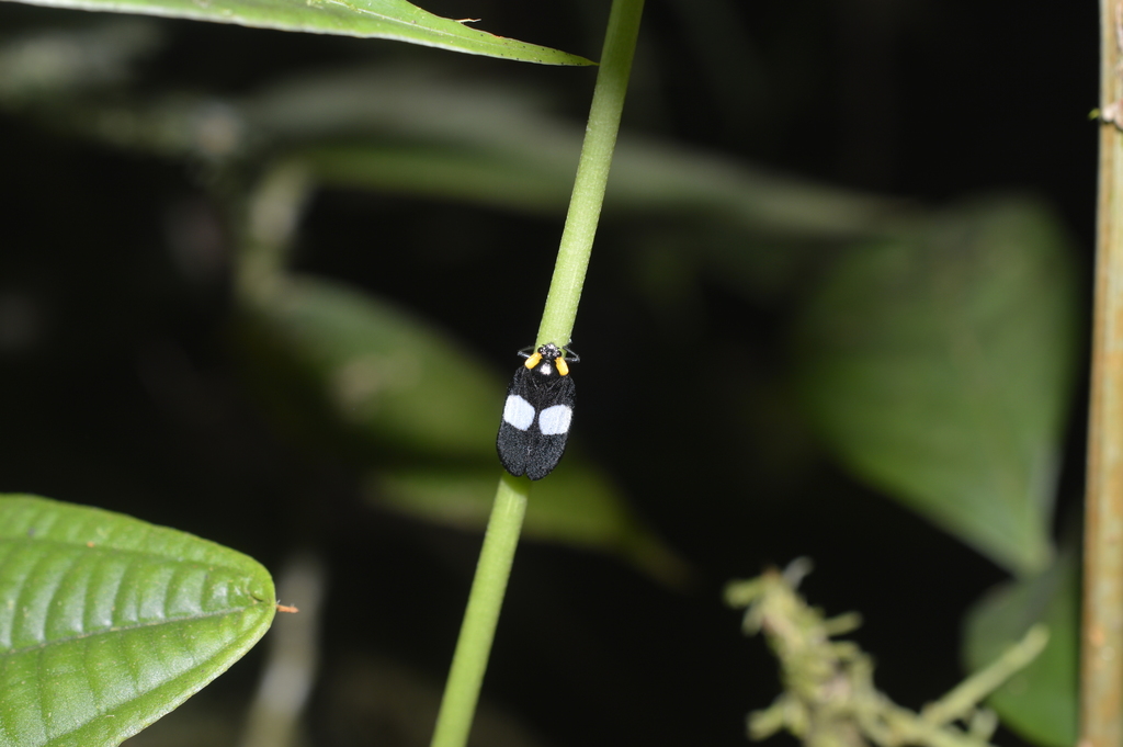 Sphenorhina binotata