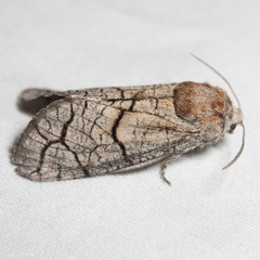 Miacora perplexa
