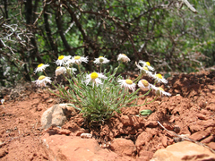 Erigeron concinnus concinnus