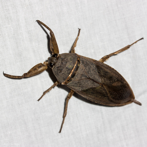 Giant water bug